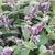 Mentha longifolia `Buddleia'`