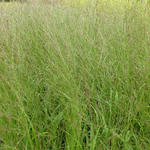 Molinia caerulea subsp. arundinacea 'Transparent' - 