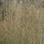 Molinia caerulea subsp. arundinacea 'Windspiel' - 