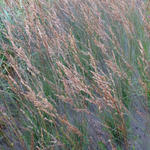 Molinia caerulea subsp. caerulea 'Edith Dudszus' - 