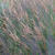 Molinia caerulea subsp. caerulea 'Edith Dudszus'