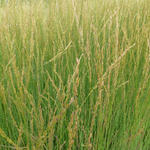 Molinia caerulea subsp. caerulea 'Heidebraut' - 
