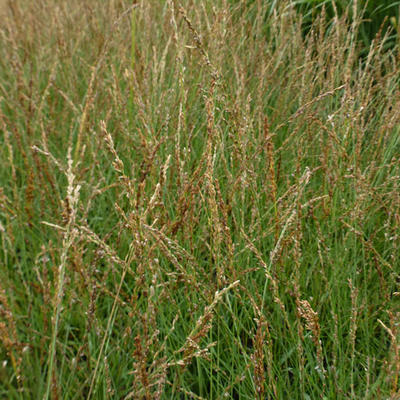 Molinia caerulea subsp. caerulea 'Poul Petersen'