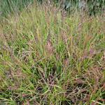 Molinia caerulea subsp. caerulea 'Rotschopf' - 