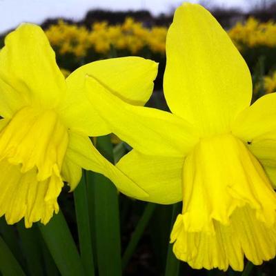 Narcissus 'February Gold' - 