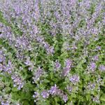 Nepeta faassenii 'Walkers Low'