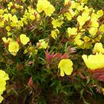 Oenothera fruticosa subsp. glauca 'Erica Robin' - 