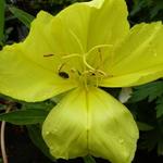 Oenothera macrocarpa - 