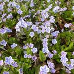 Omphalodes cappadocica 'Starry Eyes' - Omphalodes cappadocica 'Starry Eyes' - 