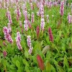 Persicaria affinis 'Donald Lowndes' - 