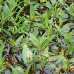 Persicaria amphibia - Renouée amphibie
