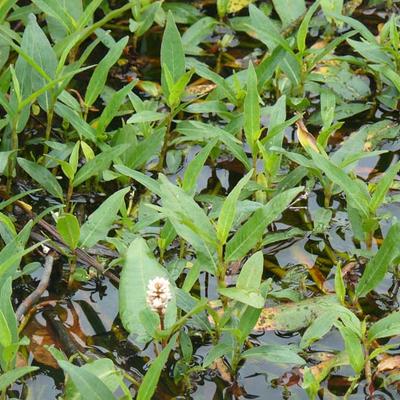 Persicaria amphibia - Wasser-Knöterich - Persicaria amphibia