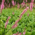 Persicaria amplexicaulis 'Jo and Guido's Form' - 