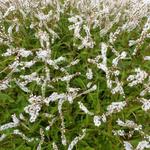 Persicaria amplexicaulis 'White Eastfield' - 
