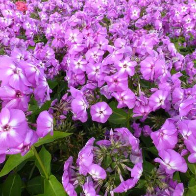 Phlox paniculata 'Lilac FLAME' - Phlox paniculata 'Lilac FLAME'