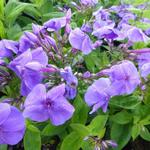 Phlox paniculata 'Purple FLAME' - 