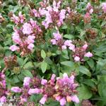 Prunella grandiflora 'Pink Loveliness' - 