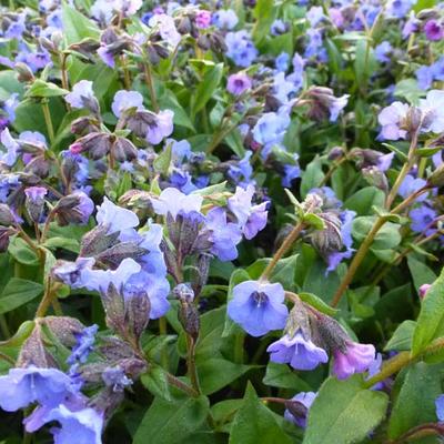 Pulmonaria angustifolia 'Blue Ensign' - 