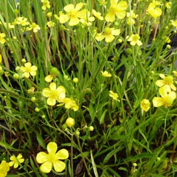 Ranunculus flammula - Renoncule flammette - plantes aquatiques - Acheter  des plantes en ligne | Matelma.com