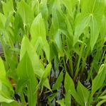 Sagittaria latifolia - 