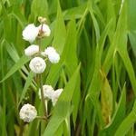 Sagittaria sagittifolia 'Flore Pleno' - 