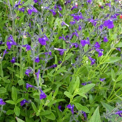 Salvia coahuilensis - 