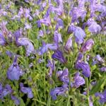 Salvia lavandulifolia - Lavendelblättriger Salbei - Salvia lavandulifolia