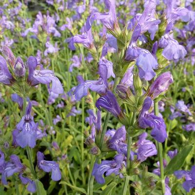 Lavendelblättriger Salbei - Salvia lavandulifolia