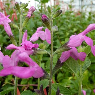 Salvia microphylla 'Pink Beauty' - 