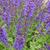 Salvia nemorosa 'Viola Klose'