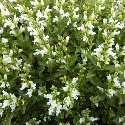 Salvia officinalis 'Albiflora' - 