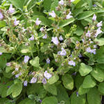 Salvia officinalis 'Berggarten' - 