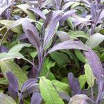 Salvia officinalis 'Purpurascens' - 