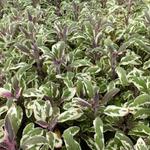 Salvia officinalis 'Tricolor' - 