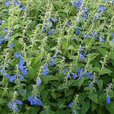 Salvia patens 'Royal Blue' - 