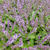 Salvia verticillata 'Hannays Blue'