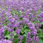 Salvia verticillata 'Purple Rain' - 