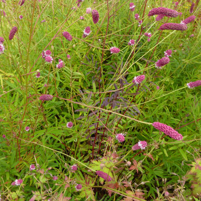 Sanguisorba tenuifolia - Sanguisorba tenuifolia var. purpurea