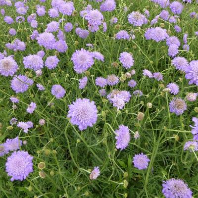 Scabiosa columbaria 'Butterfly Blue' - 