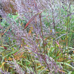 Spodiopogon sibiricus - Sibirisches Graubartgras