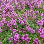 Thymus praecox 'Purple Beauty'  - THYM  PRÉCOCE - Thymus praecox 'Purple Beauty' 