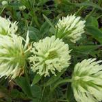 Trifolium ochroleucum - Blassgelber Klee - Trifolium ochroleucum