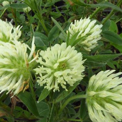 Trifolium ochroleucum - Blassgelber Klee