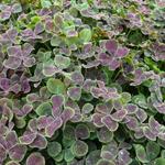 Trifolium repens 'Pentaphyllum' - 