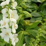 Verbascum hybrid 'White Domino' - 