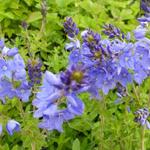 Veronica austriaca subsp. teucrium 'Royal Blue' - 