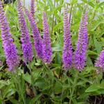 Veronica spicata 'Purpleicious' - 