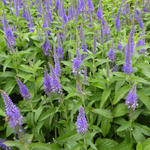 Veronica longifolia 'Blauriesin' - 