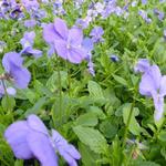 Viola cornuta 'Blaue Schönheit' - 