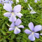 Viola cornuta 'Boughton Blue' - Viola cornuta 'Boughton Blue'